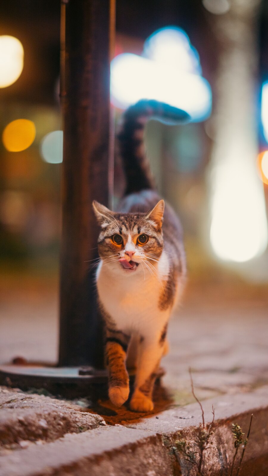 A street cat walking through an illuminated city at night